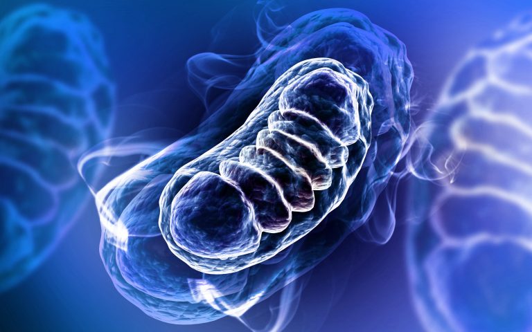 Stem Cell Exhaustion and Mitochondrial Dysfunction: Implications for Cellular Senescence and Regenerative Medicine