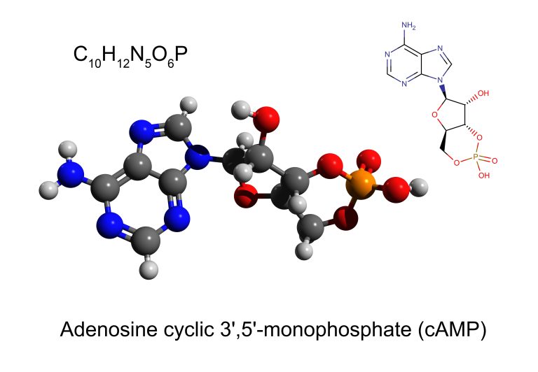 Regulation and Homeostatic Impact of Cyclic AMP Levels: Balancing Act Between Excess and Deficiency