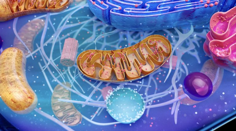 Autophagy and Mitochondrial Homeostasis: Unraveling the Intracellular Pathways to Cellular Health